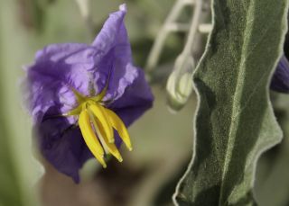 Solanum elaeagnifolium Cav. [2/12]