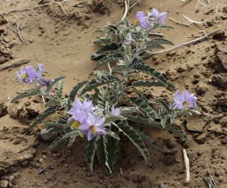 Solanum elaeagnifolium Cav. [6/12]