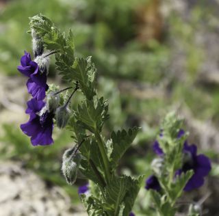 Solanum herculeum Bohs [2/8]