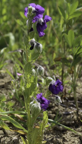 Solanum herculeum Bohs [3/8]