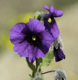 Solanum herculeum Bohs [4/8]