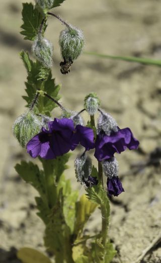 Solanum herculeum Bohs [5/8]