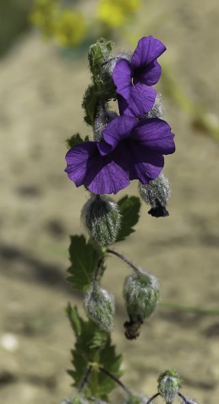 Solanum herculeum Bohs [6/8]