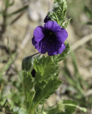 Solanum herculeum Bohs [7/8]