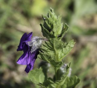 Solanum herculeum Bohs [8/8]