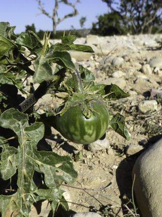 Solanum linnaeanum F. N. Hepper & P.-M. L. Jaeger [9/9]