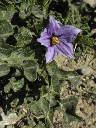 Solanum linnaeanum F. N. Hepper & P.-M. L. Jaeger [8/9]