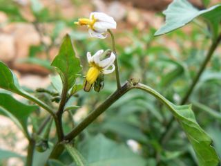 Solanum nigrum L. [3/8]