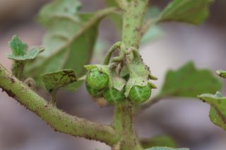Solanum nitidibaccatum Bitter [4/4]