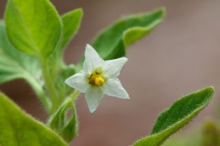 Solanum nitidibaccatum Bitter [2/4]