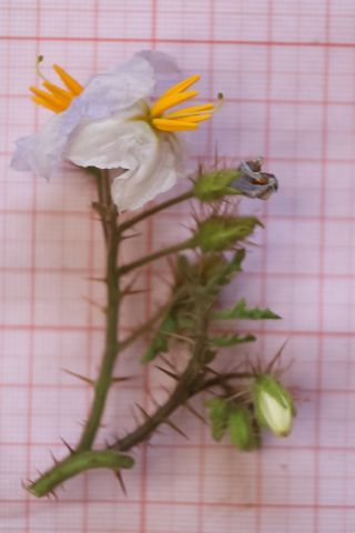 Solanum sisymbriifolium Lam. [6/10]