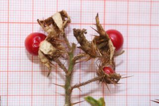 Solanum sisymbriifolium Lam. [8/10]
