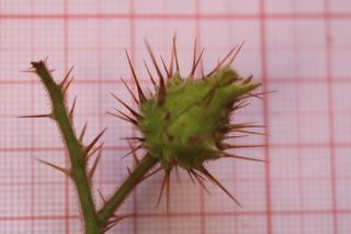 Solanum sisymbriifolium Lam. [9/10]