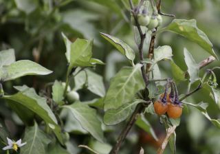 Solanum villosum Mill. [3/5]