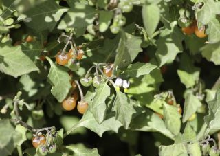 Solanum villosum Mill. [5/5]