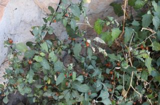 Solanum villosum Mill. [6/11]