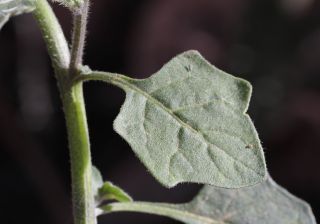 Solanum villosum Mill. [10/11]