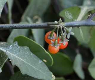 Solanum villosum Mill. [11/11]