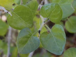 Withania frutescens (L.) Pauquy [8/12]