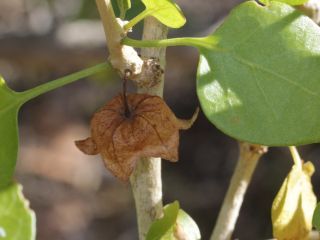 Withania frutescens (L.) Pauquy [9/12]