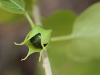 Withania frutescens (L.) Pauquy [10/12]