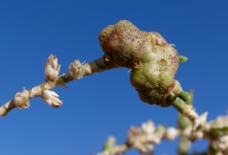 Tamarix aphylla (L.) H. Karst. [7/14]