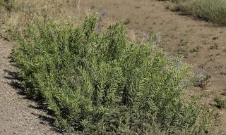 Daphne gnidium subsp. mauritanica (Nieto Fel.) Halda [1/10]