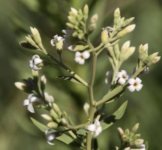 Daphne gnidium subsp. mauritanica (Nieto Fel.) Halda [3/10]