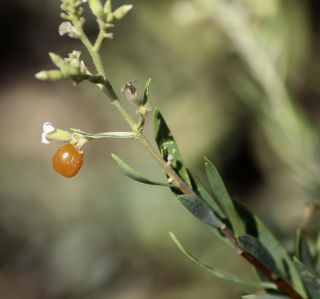 Daphne gnidium subsp. mauritanica (Nieto Fel.) Halda [5/10]