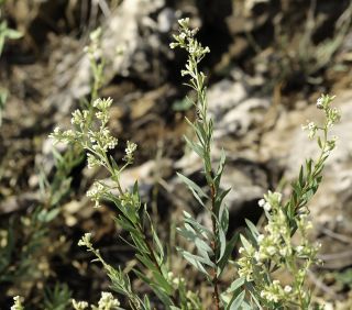 Daphne gnidium subsp. mauritanica (Nieto Fel.) Halda [7/10]