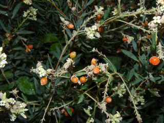 Daphne gnidium subsp. mauritanica (Nieto Fel.) Halda [8/10]