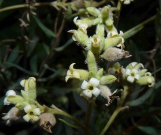 Daphne gnidium subsp. mauritanica (Nieto Fel.) Halda [10/10]