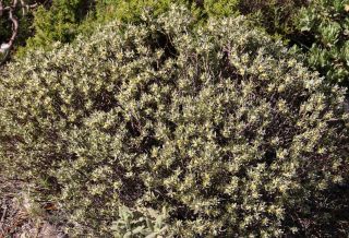 Thymelaea tartonraira (L.) All. [10/12]