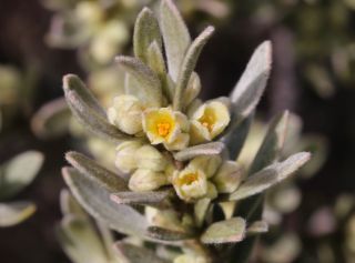 Thymelaea tartonraira (L.) All. [11/12]