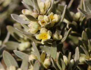 Thymelaea tartonraira (L.) All. [12/12]