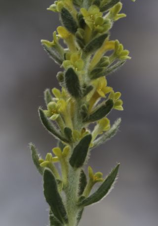 Thymelaea virgata (Desf.) Endl. subsp. broussonetii (Ball) Kit Tan [5/5]