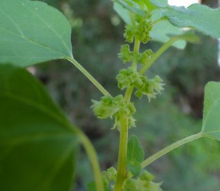 Parietaria mauritanica Durieu [1/9]