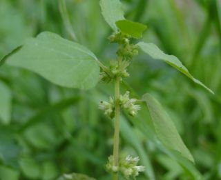 Parietaria mauritanica Durieu [2/9]