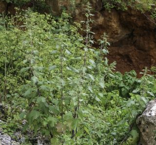 Urtica pilulifera L. [5/9]