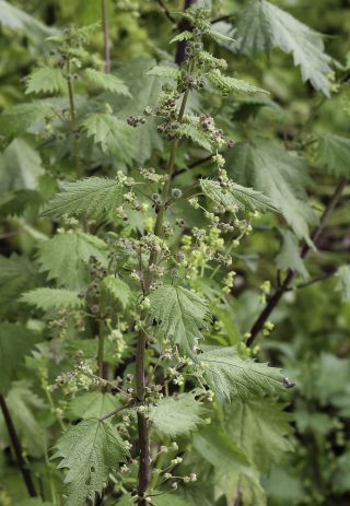 Urtica pilulifera L. [6/9]