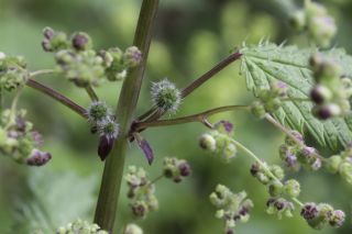 Urtica pilulifera L. [7/9]