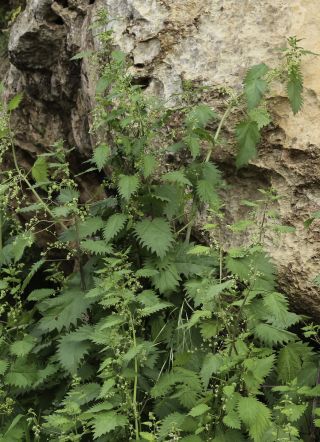 Urtica pilulifera L. [8/9]