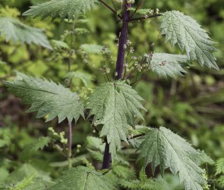 Urtica pilulifera L. [9/9]