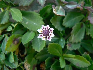 Phyla nodiflora (L.) Greene var. nodiflora [2/2]