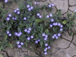 Verbena supina L. [6/9]