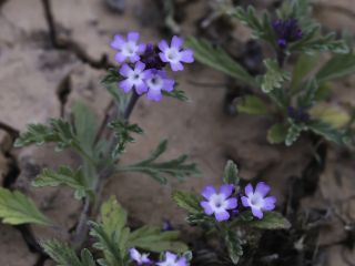 Verbena supina L. [8/9]