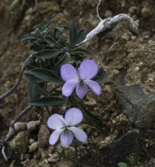 Viola arborescens L. [7/10]