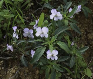 Viola arborescens L. [8/10]