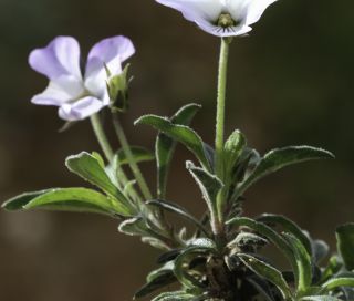 Viola arborescens L. [9/10]