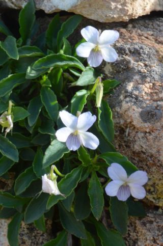 Viola arborescens L. [2/10]